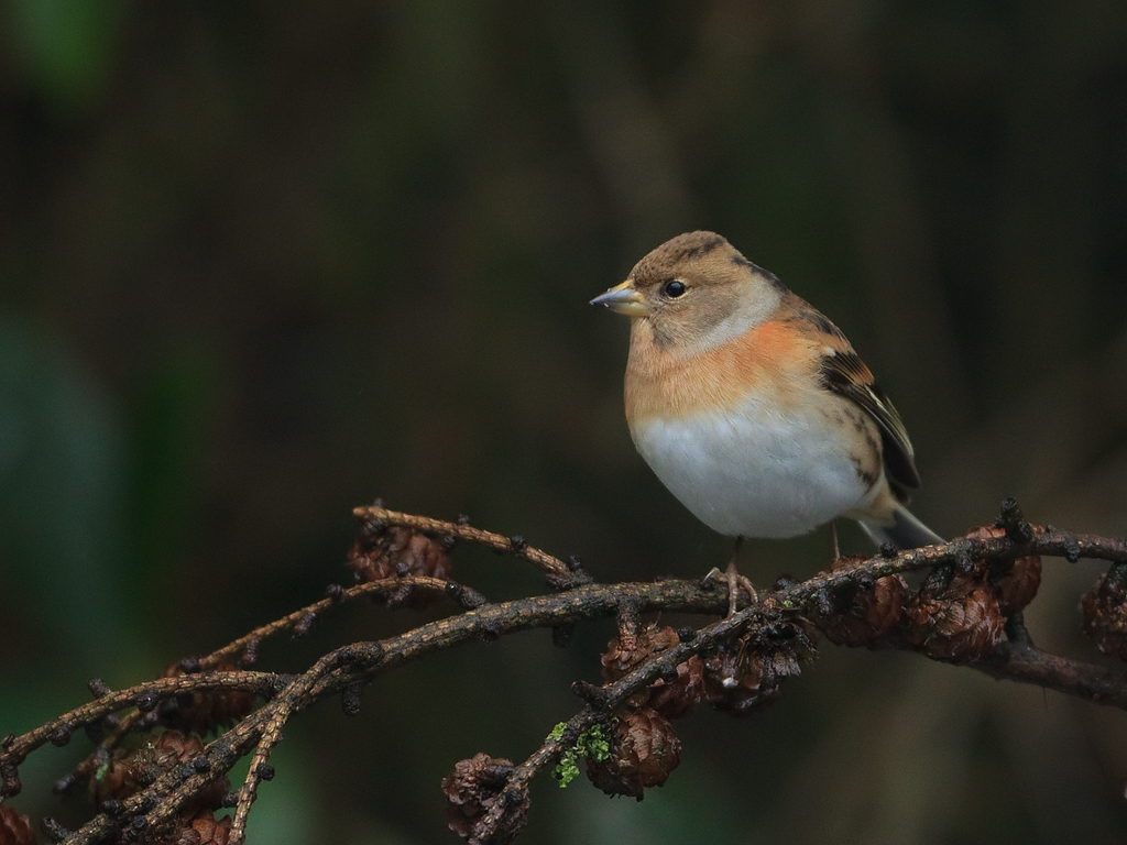 Fringilla montifringilla Keep Brambling